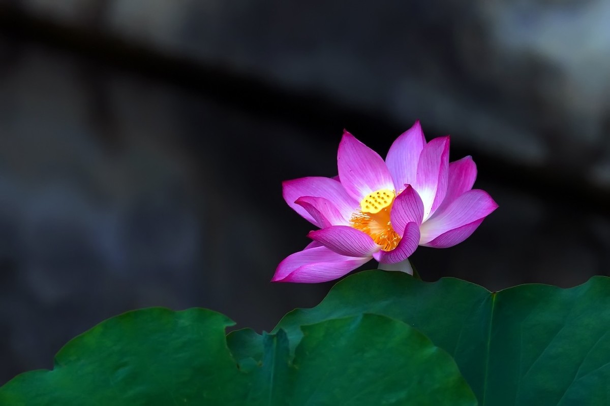 2021_荷为贵17