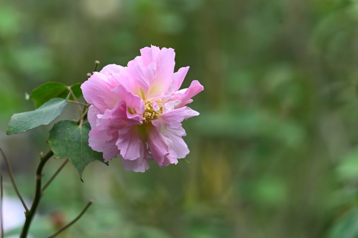 花城随拍526流花湖芙蓉花2