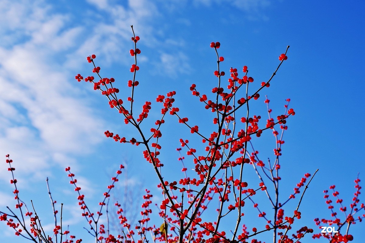 冬青果（标头）