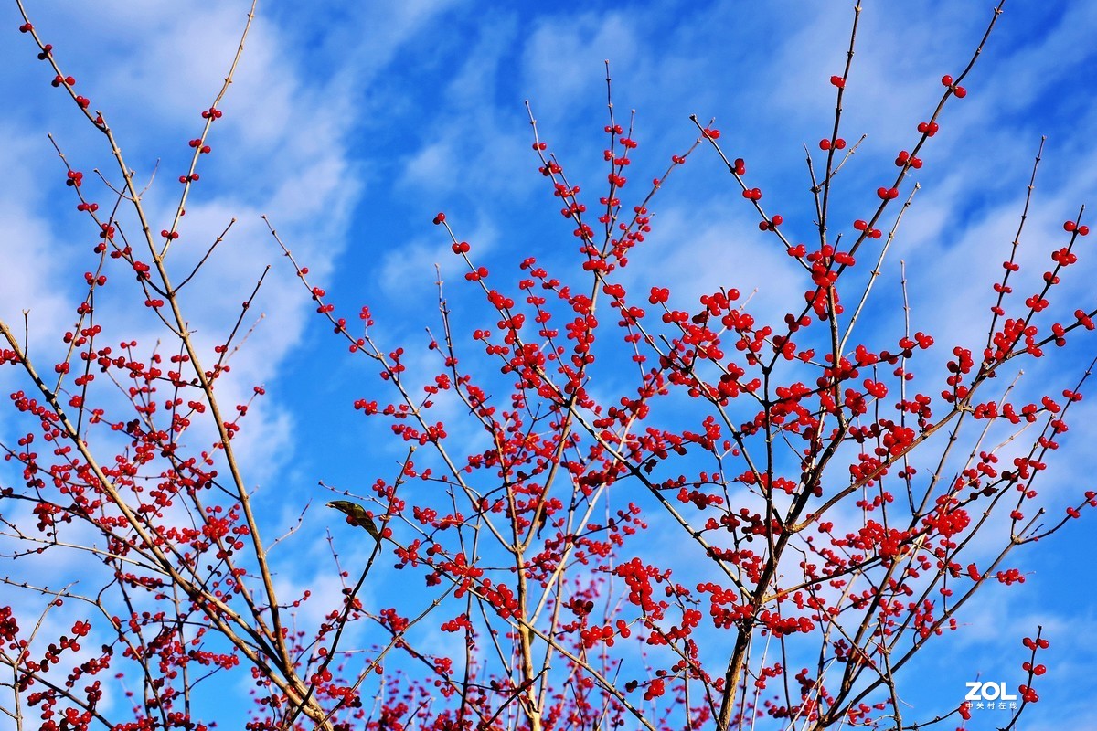 冬青果（标头）