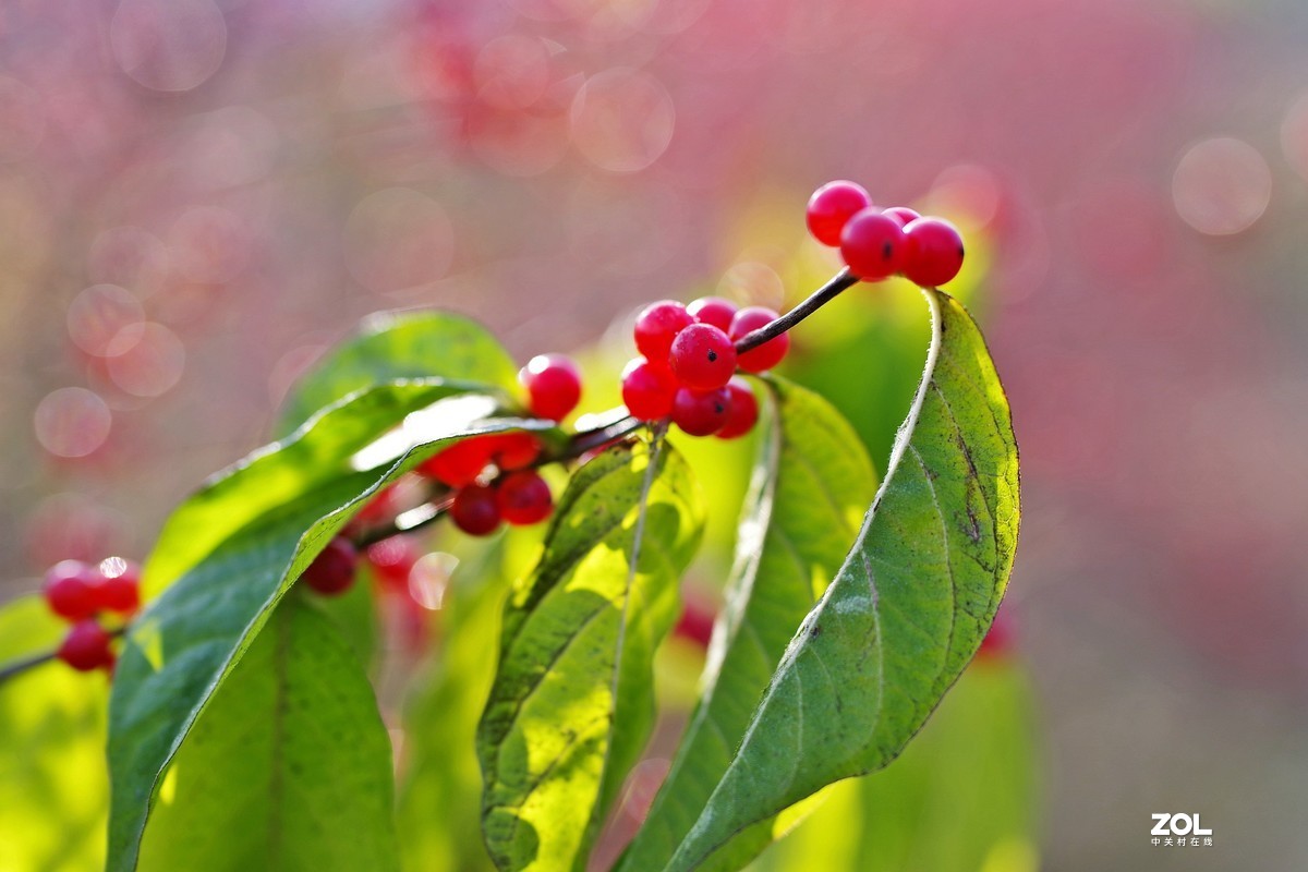 冬青果（标头）