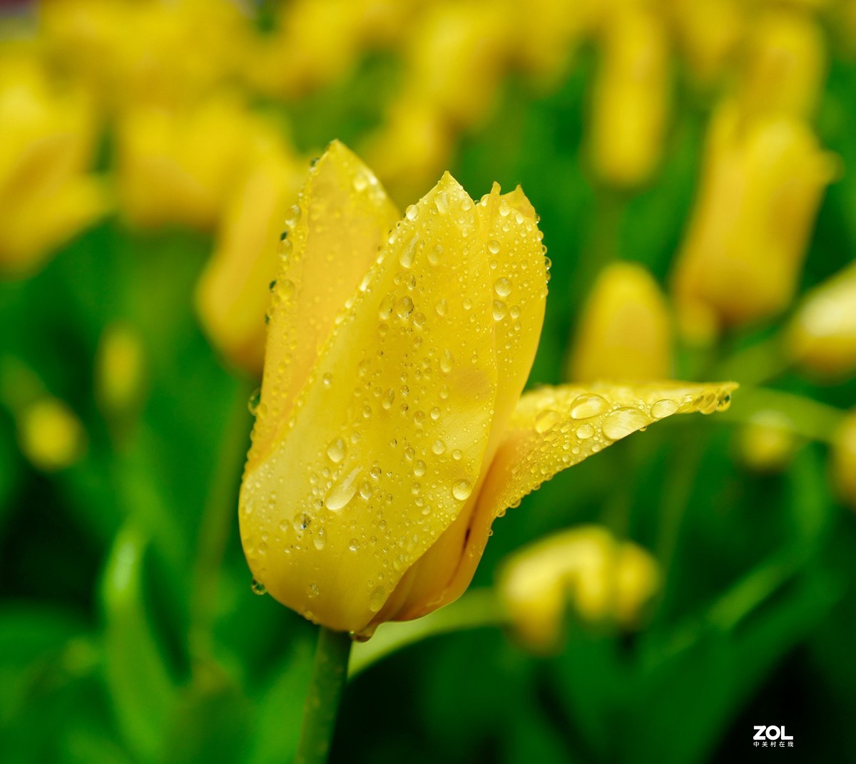 中山公园郁金香盛开