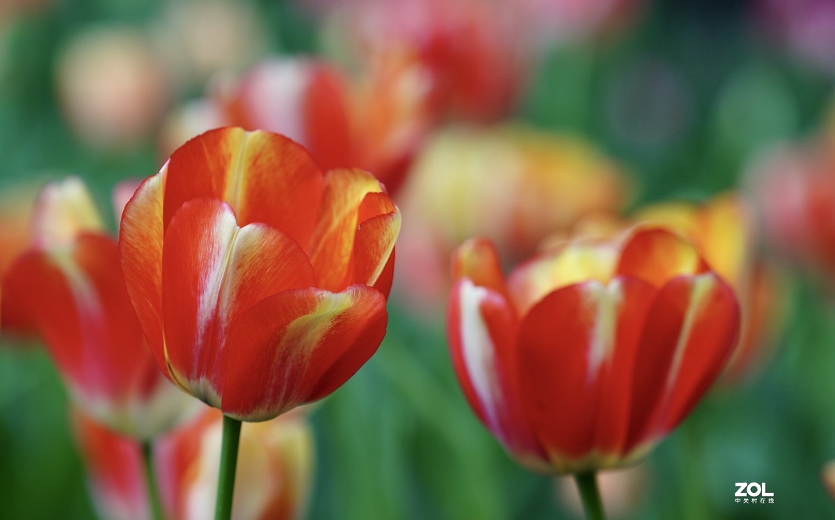 中山公园郁金香盛开