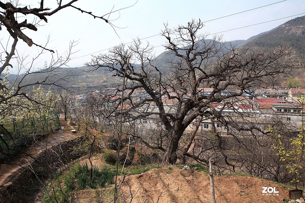 门头沟谷山村,东山梨园