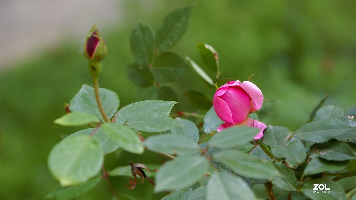 小区小花
