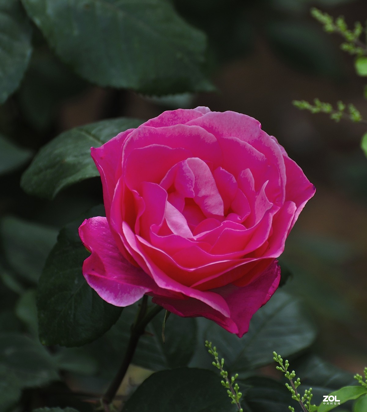 花中的皇后月季花