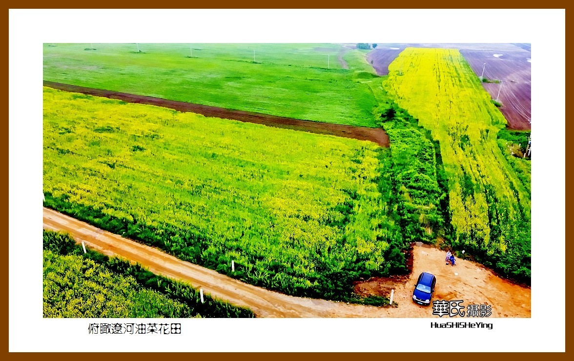 我爱家乡——俯瞰辽河油菜花田（辽宁鞍山台安县张荒地）