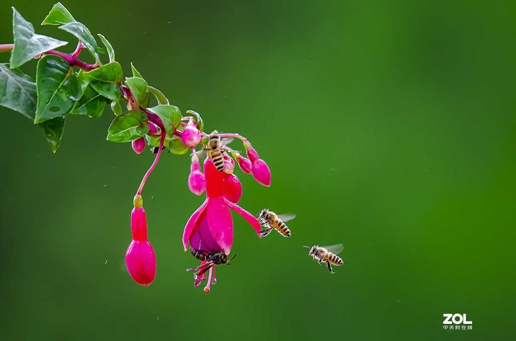 发新帖来 尼康AF-S 70-300mm f/4.5-5.6G IF-ED VR星空(中国)来看看山水老师