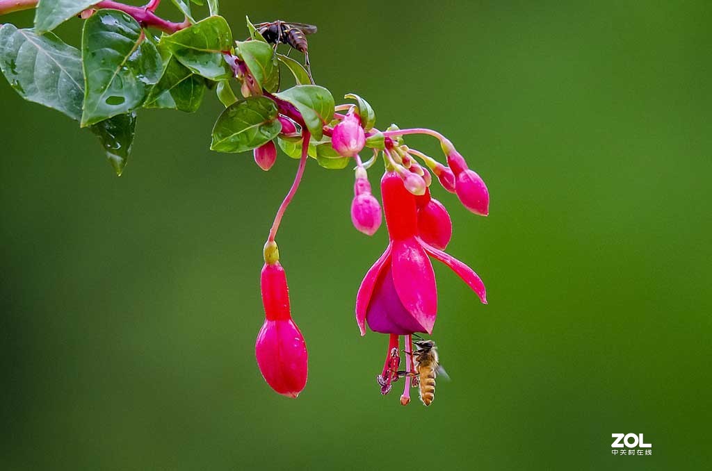 发新帖来 尼康AF-S 70-300mm f/4.5-5.6G IF-ED VR星空(中国)来看看山水老师