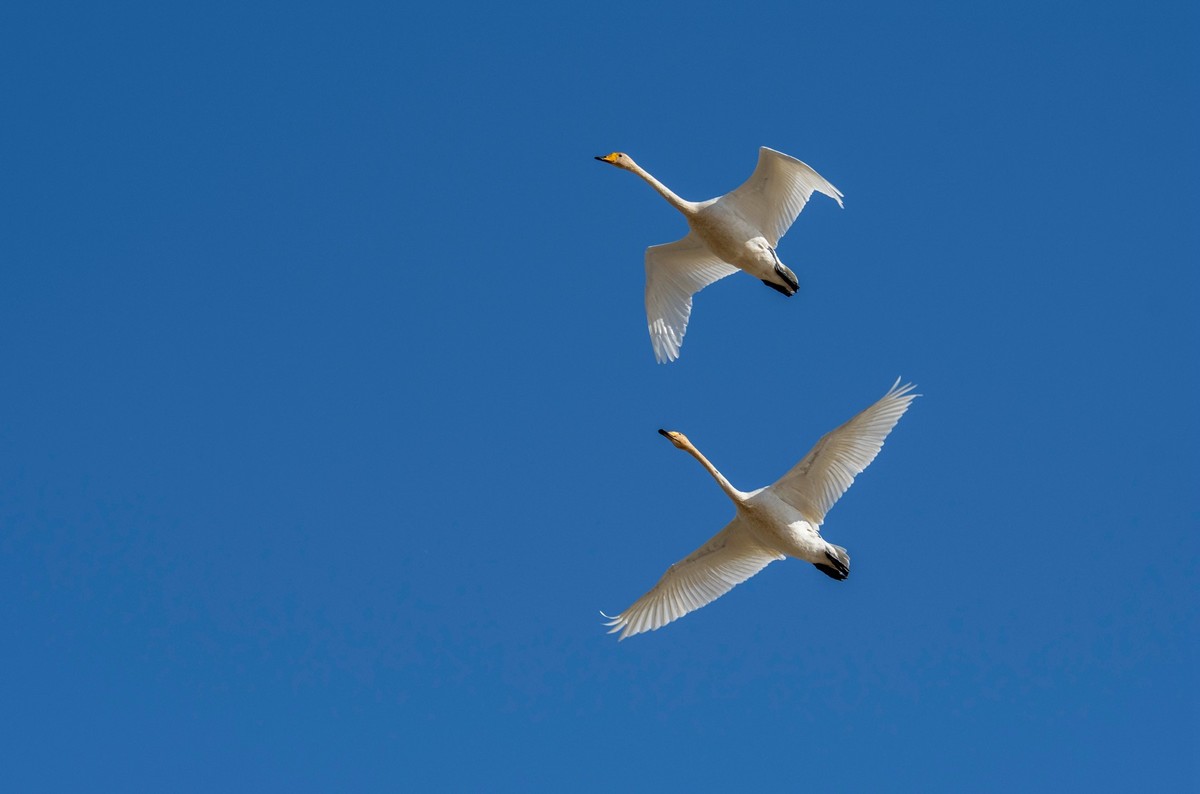 济南的天鹅湖（十五）