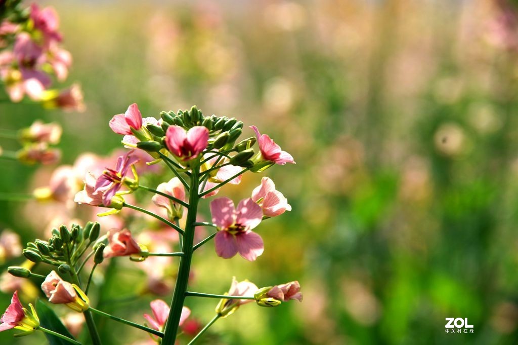 斗山五彩油菜花图片