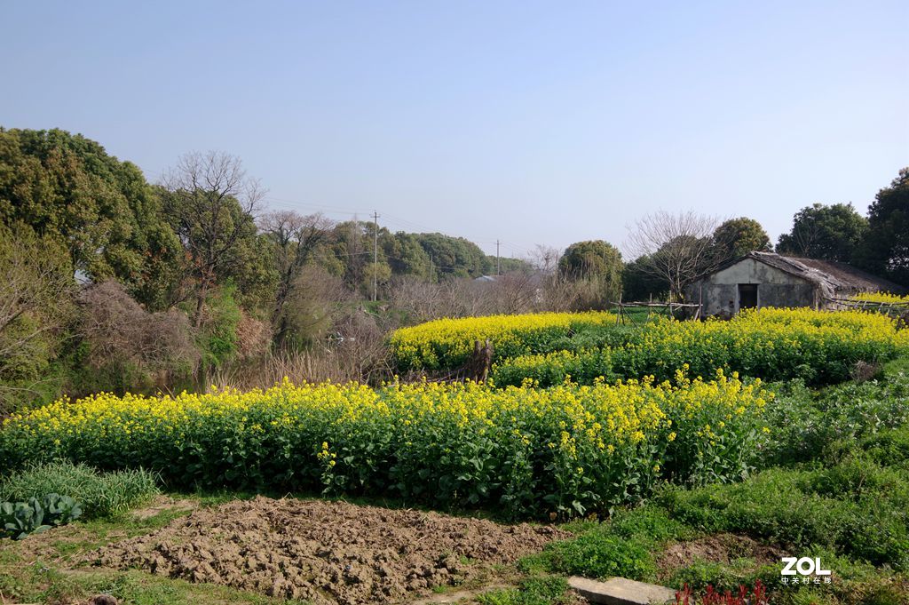 斗山五彩油菜花图片