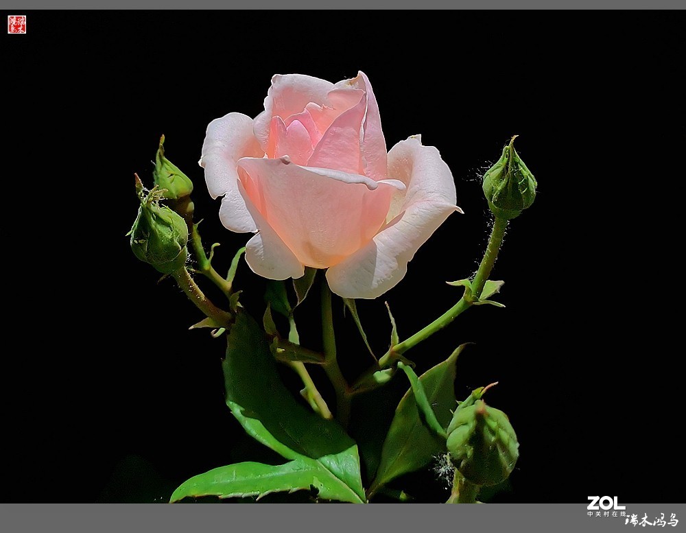 【迭花漫语】温馨月季把美丽奉献给人间