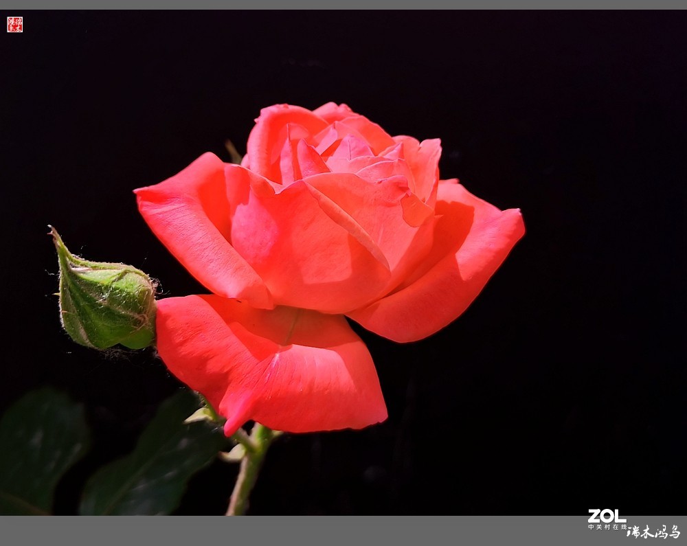 【迭花漫语】温馨月季把美丽奉献给人间