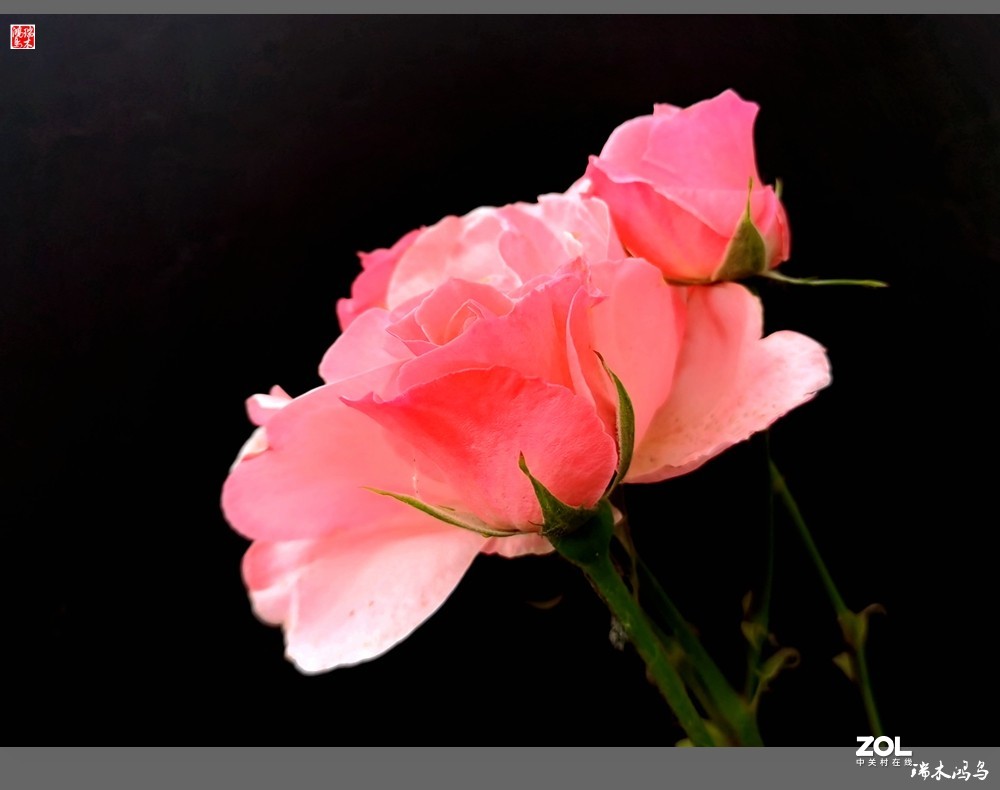 【迭花漫语】温馨月季把美丽奉献给人间