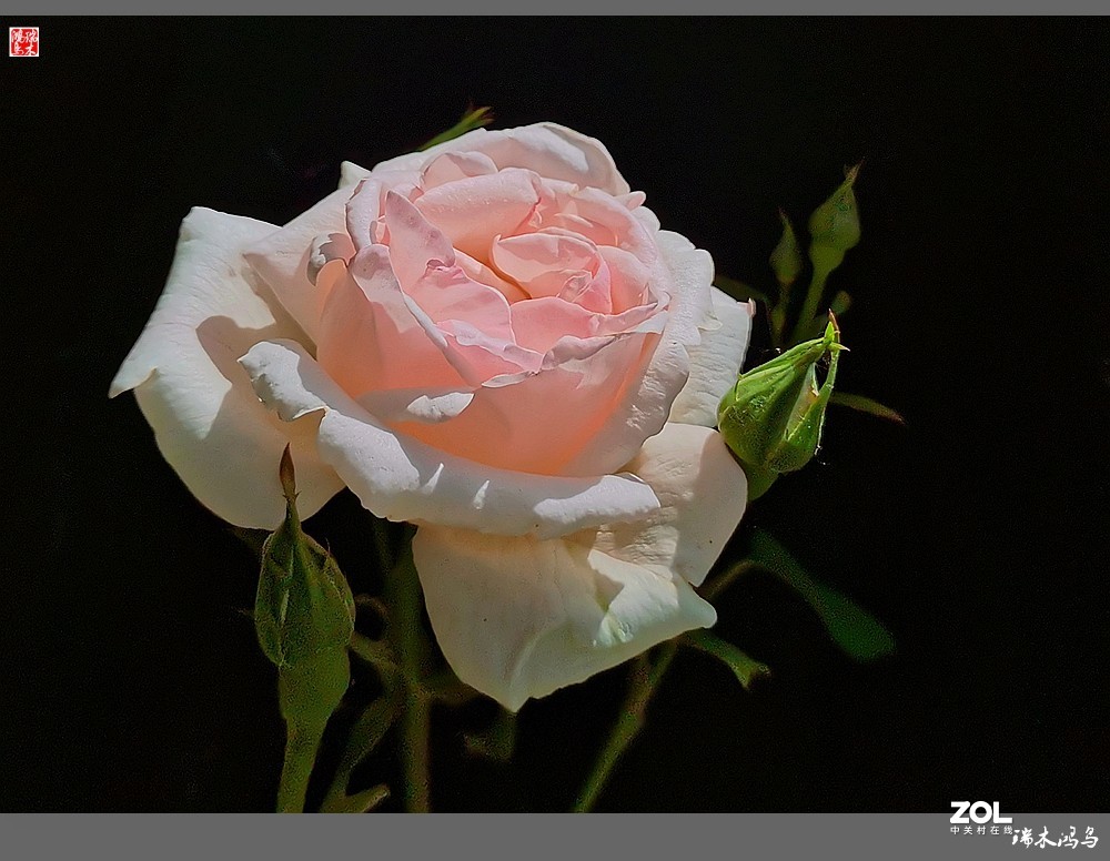 【迭花漫语】温馨月季把美丽奉献给人间