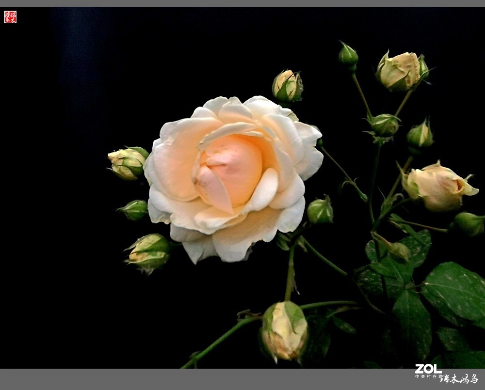 【迭花漫语】温馨月季把美丽奉献给人间