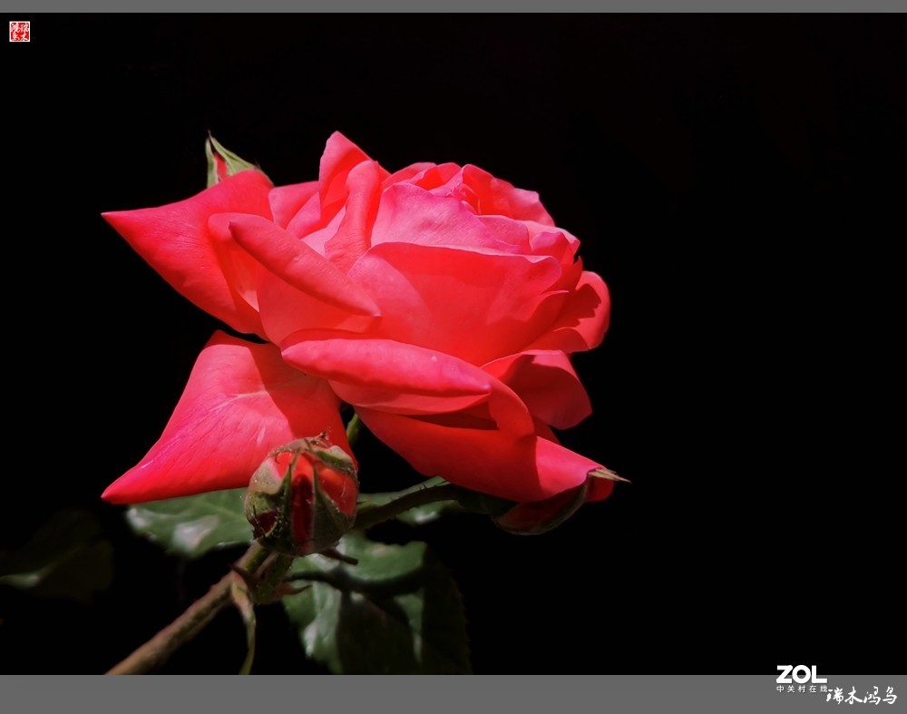 【迭花漫语】温馨月季把美丽奉献给人间