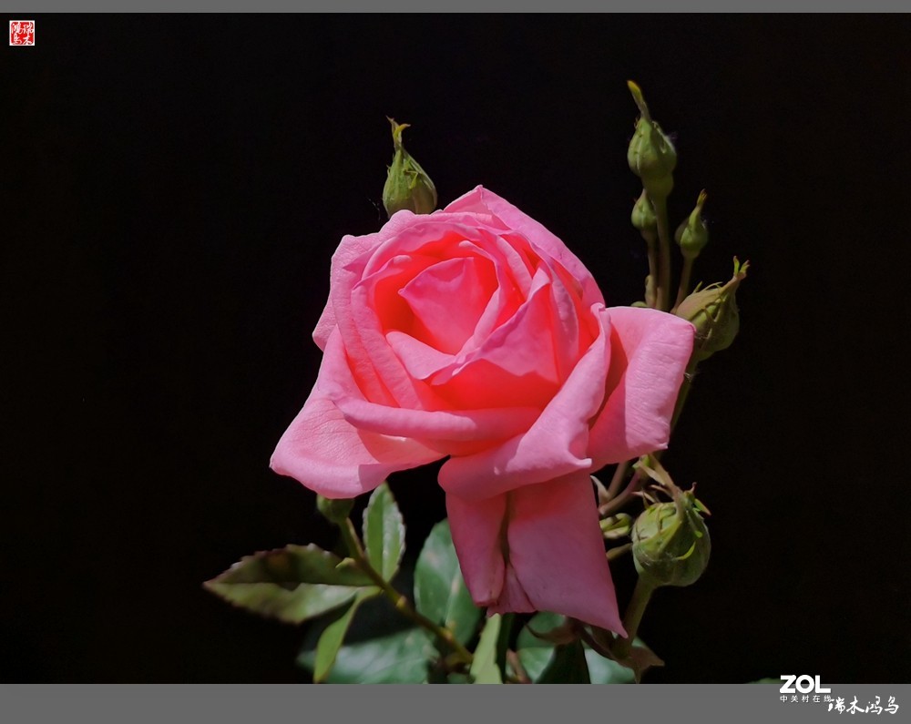 【迭花漫语】温馨月季把美丽奉献给人间