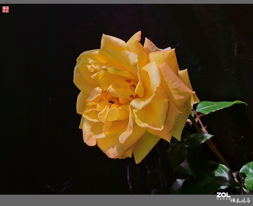 【迭花漫语】温馨月季把美丽奉献给人间