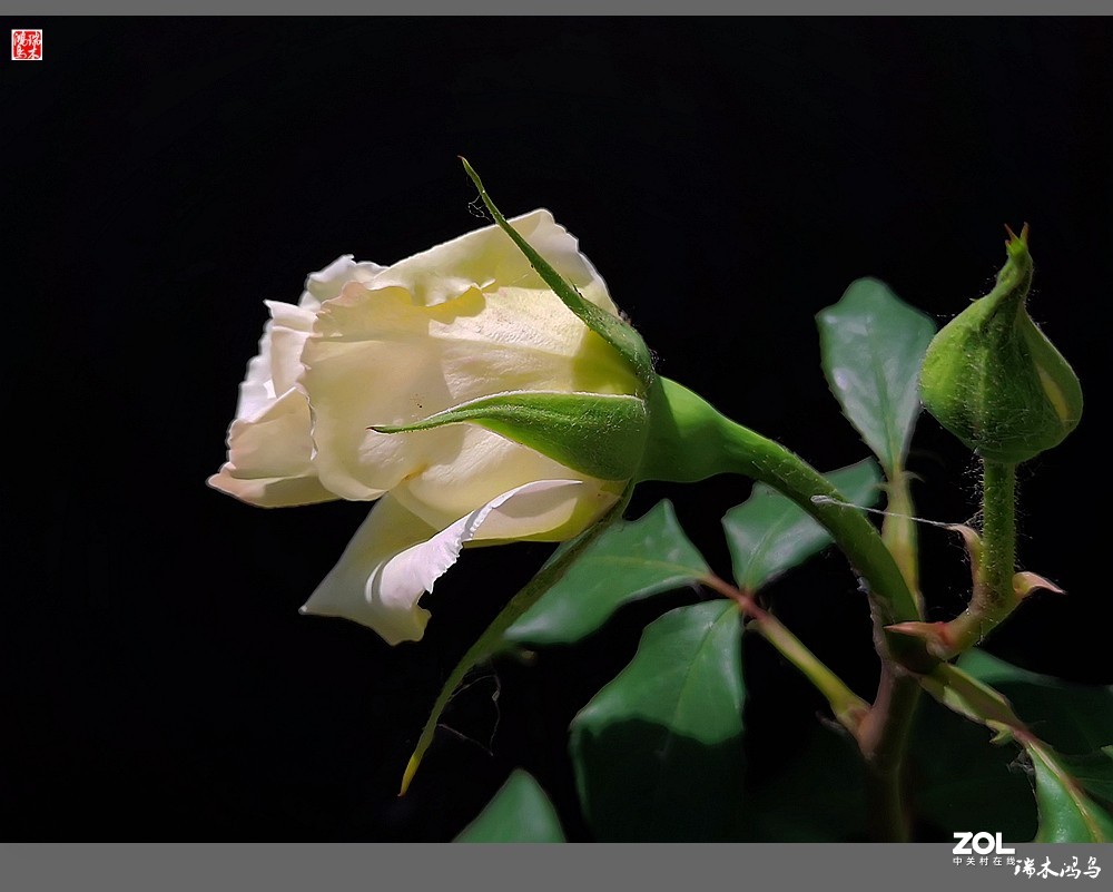 【迭花漫语】温馨月季把美丽奉献给人间