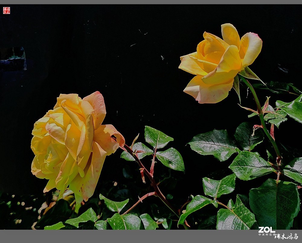 【迭花漫语】温馨月季把美丽奉献给人间