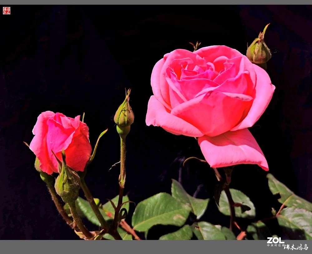 【迭花漫语】温馨月季把美丽奉献给人间