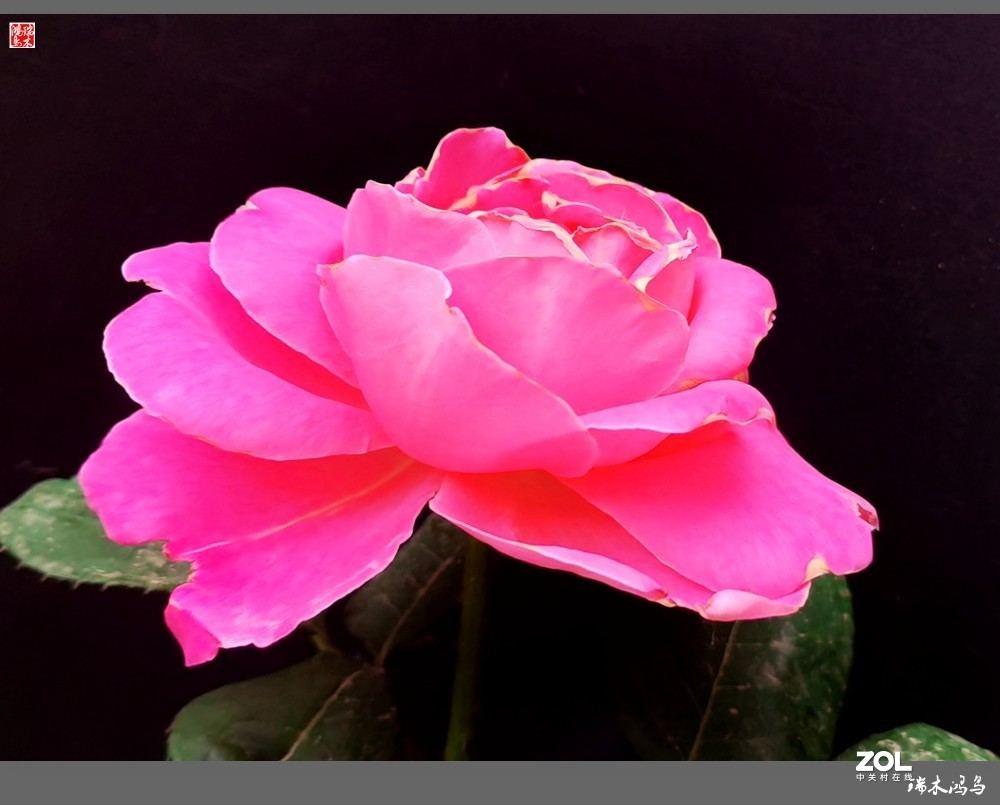 【迭花漫语】温馨月季把美丽奉献给人间