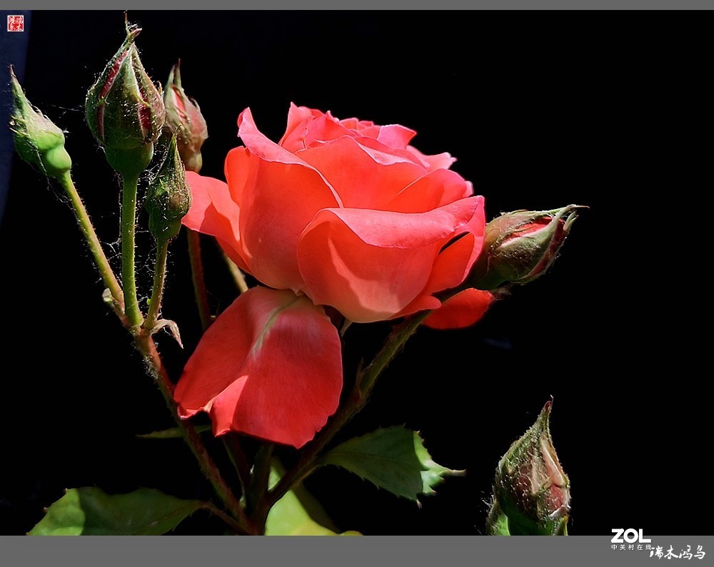 【迭花漫语】温馨月季把美丽奉献给人间