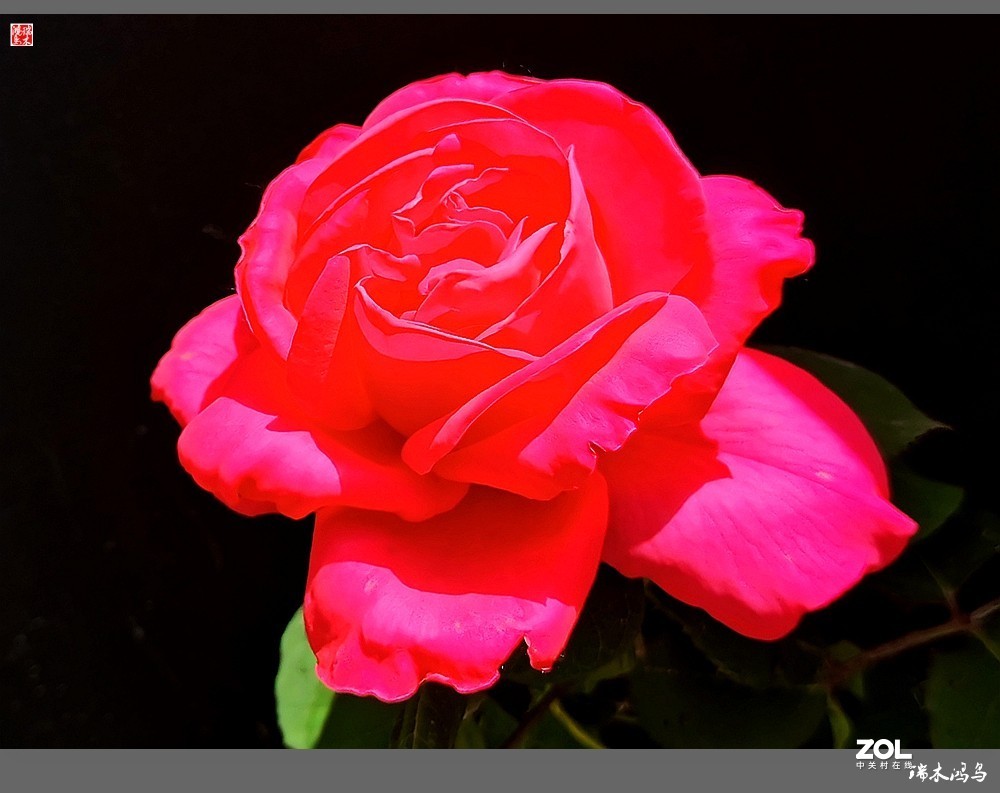 【迭花漫语】温馨月季把美丽奉献给人间