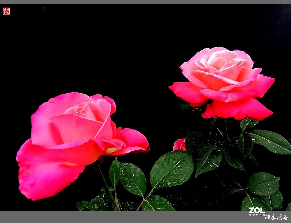 【迭花漫语】温馨月季把美丽奉献给人间