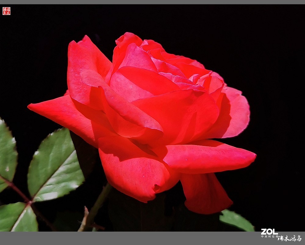 【迭花漫语】温馨月季把美丽奉献给人间