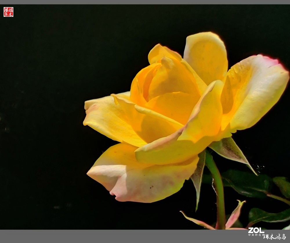 【迭花漫语】温馨月季把美丽奉献给人间