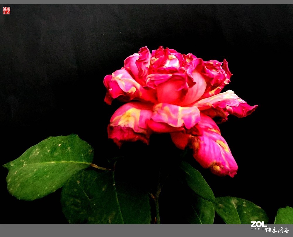 【迭花漫语】温馨月季把美丽奉献给人间