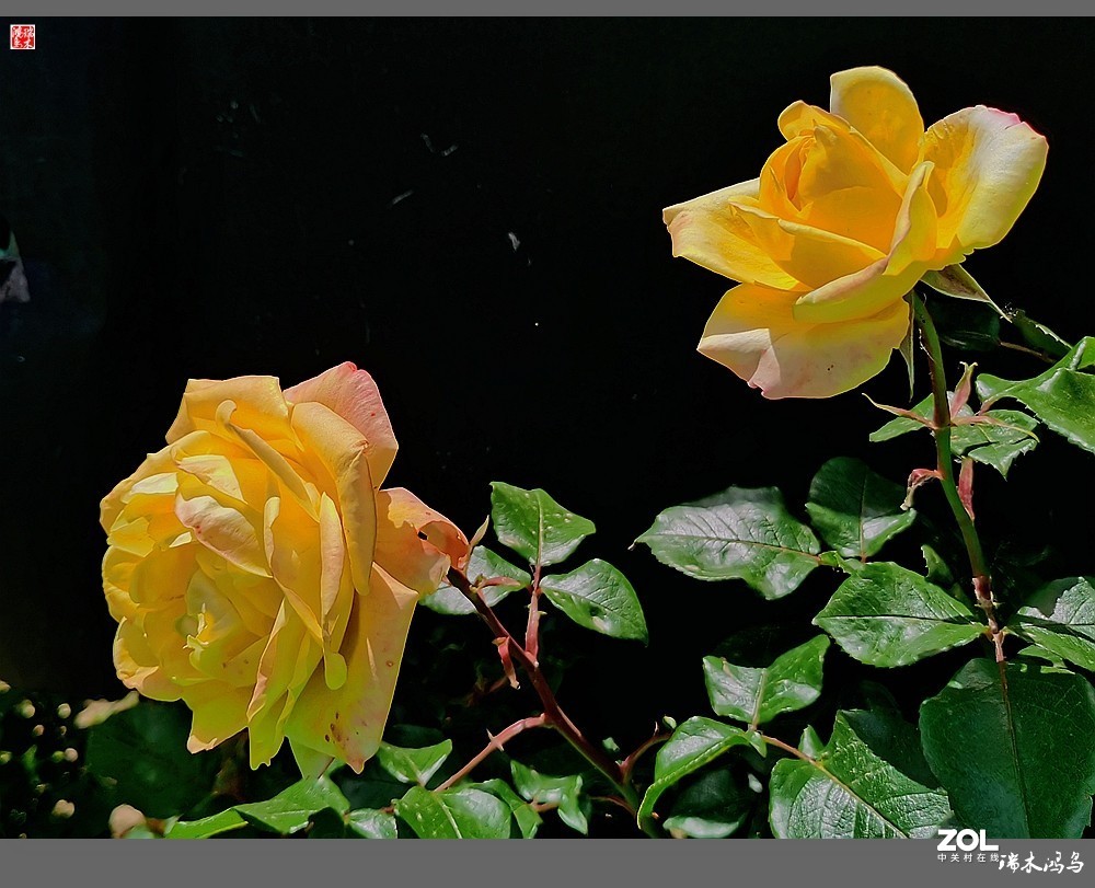 【迭花漫语】温馨月季把美丽奉献给人间