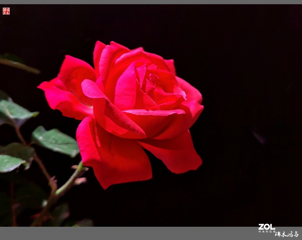 【迭花漫语】温馨月季把美丽奉献给人间