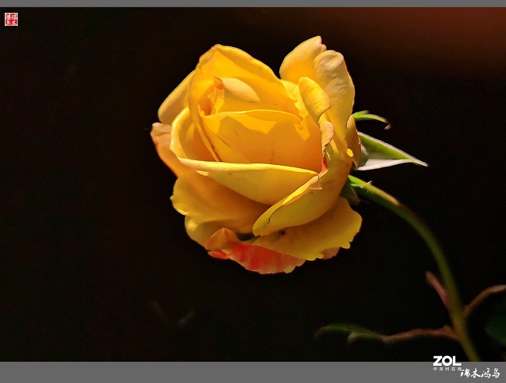 【迭花漫语】温馨月季把美丽奉献给人间