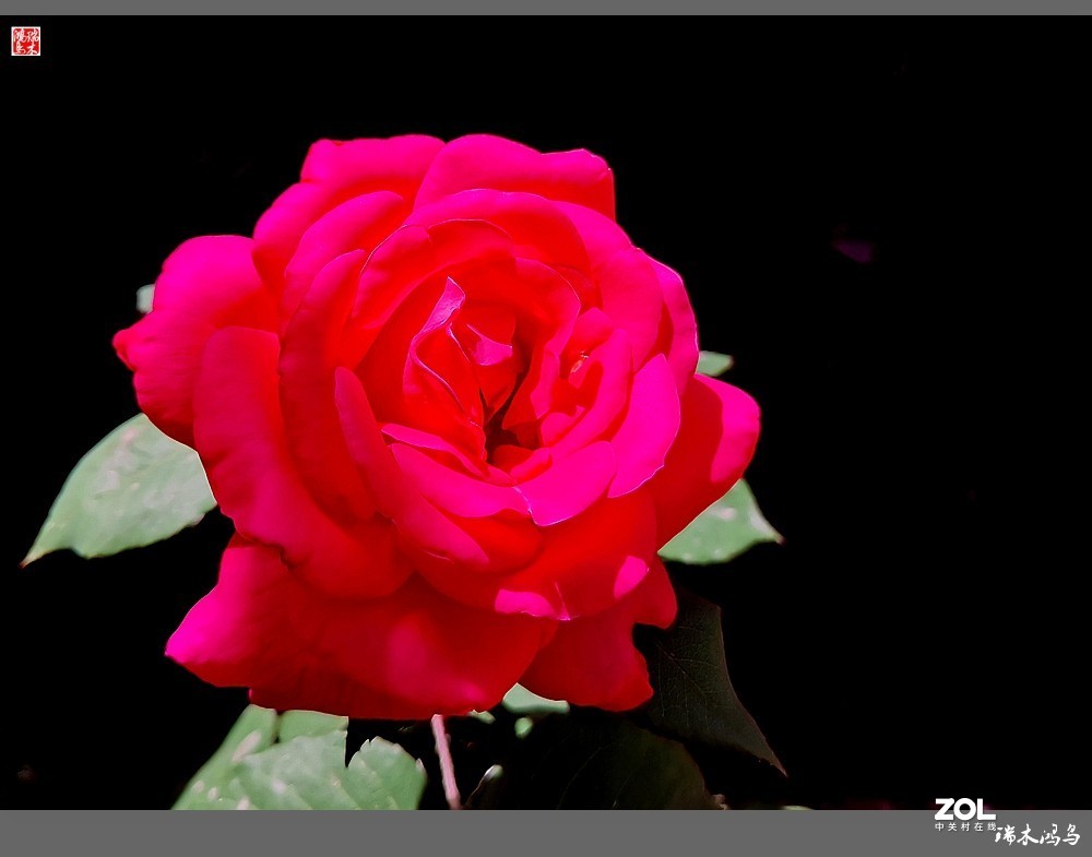 【迭花漫语】温馨月季把美丽奉献给人间