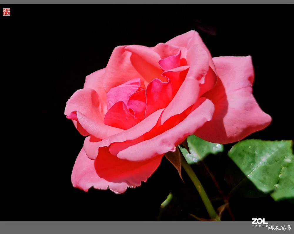 【迭花漫语】温馨月季把美丽奉献给人间