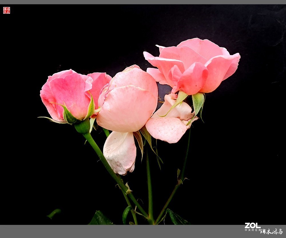 【迭花漫语】温馨月季把美丽奉献给人间