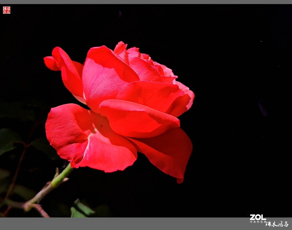 【迭花漫语】温馨月季把美丽奉献给人间