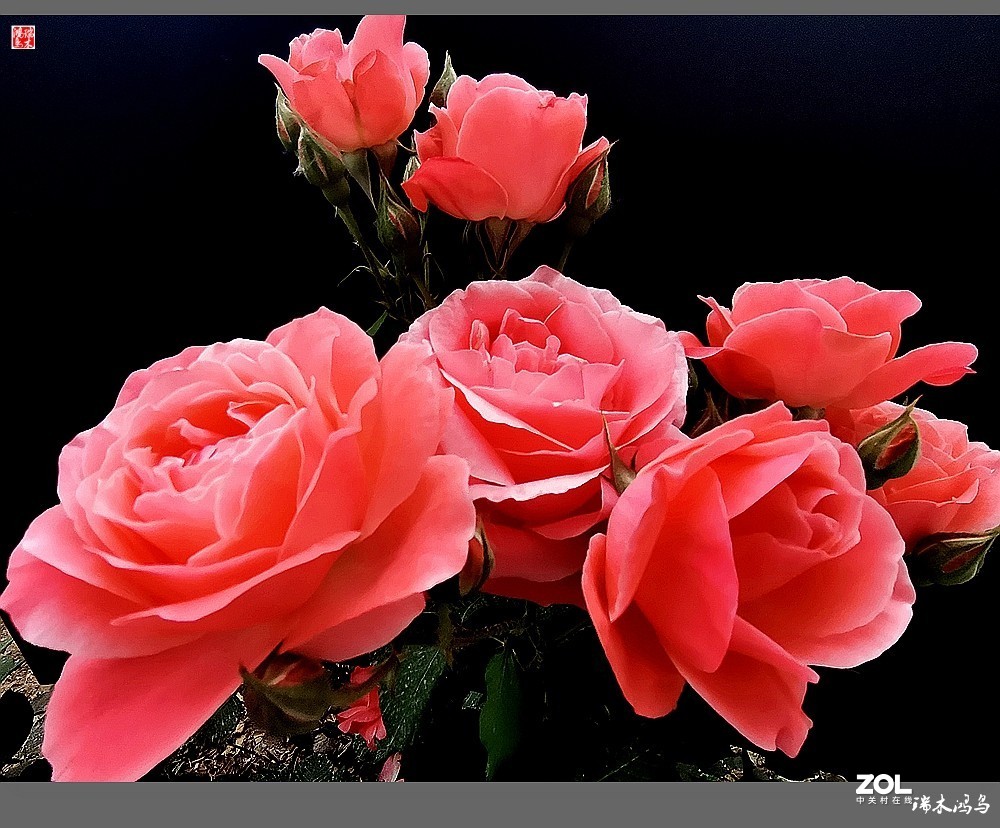 【迭花漫语】温馨月季把美丽奉献给人间