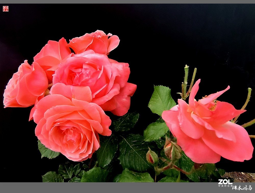 【迭花漫语】温馨月季把美丽奉献给人间