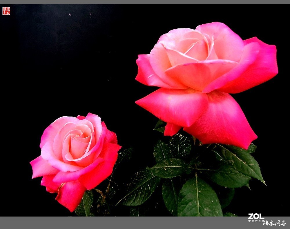 【迭花漫语】温馨月季把美丽奉献给人间