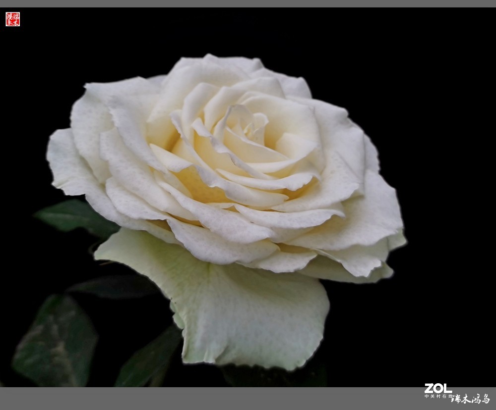 【迭花漫语】温馨月季把美丽奉献给人间