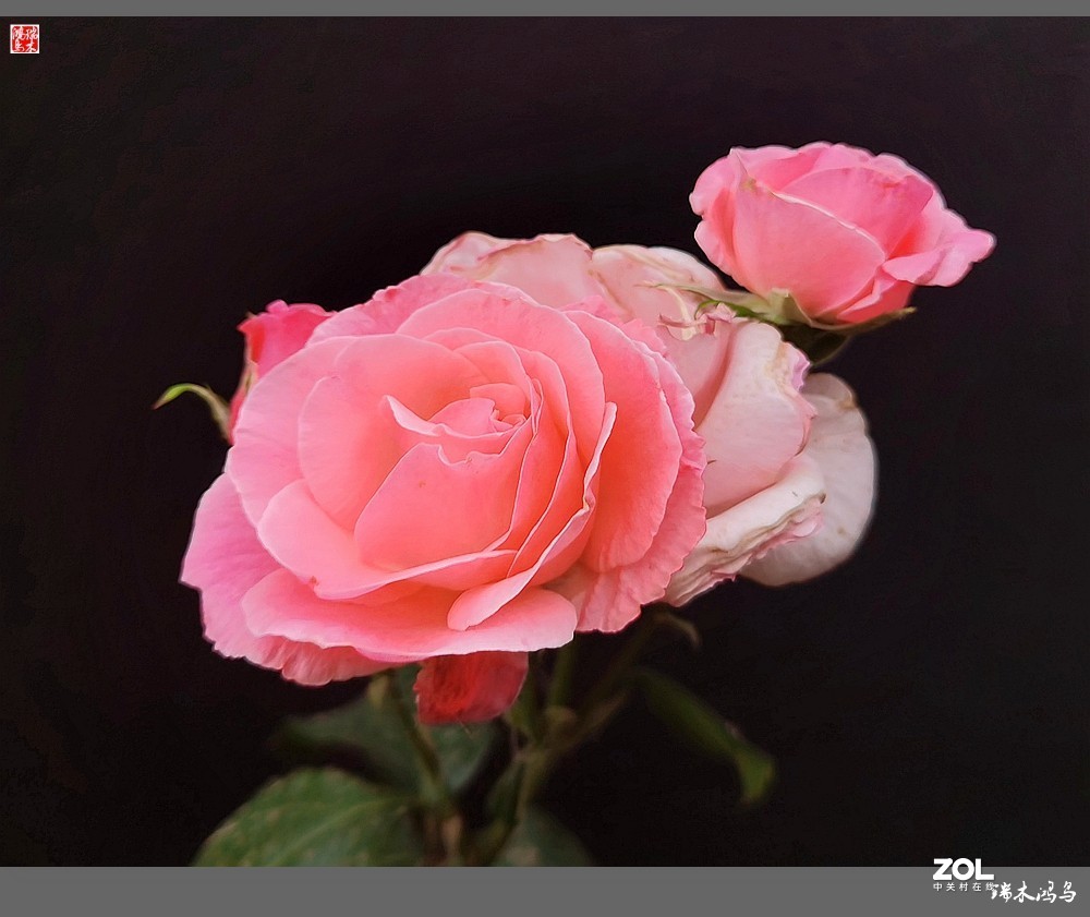 【迭花漫语】温馨月季把美丽奉献给人间