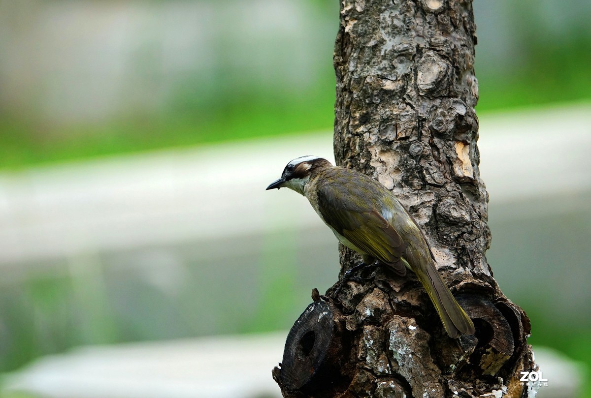 斑文鳥黑頭鵯和白頭鵯