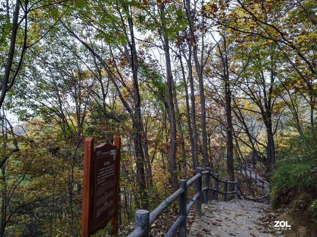 伏牛山随拍手机版（续）。