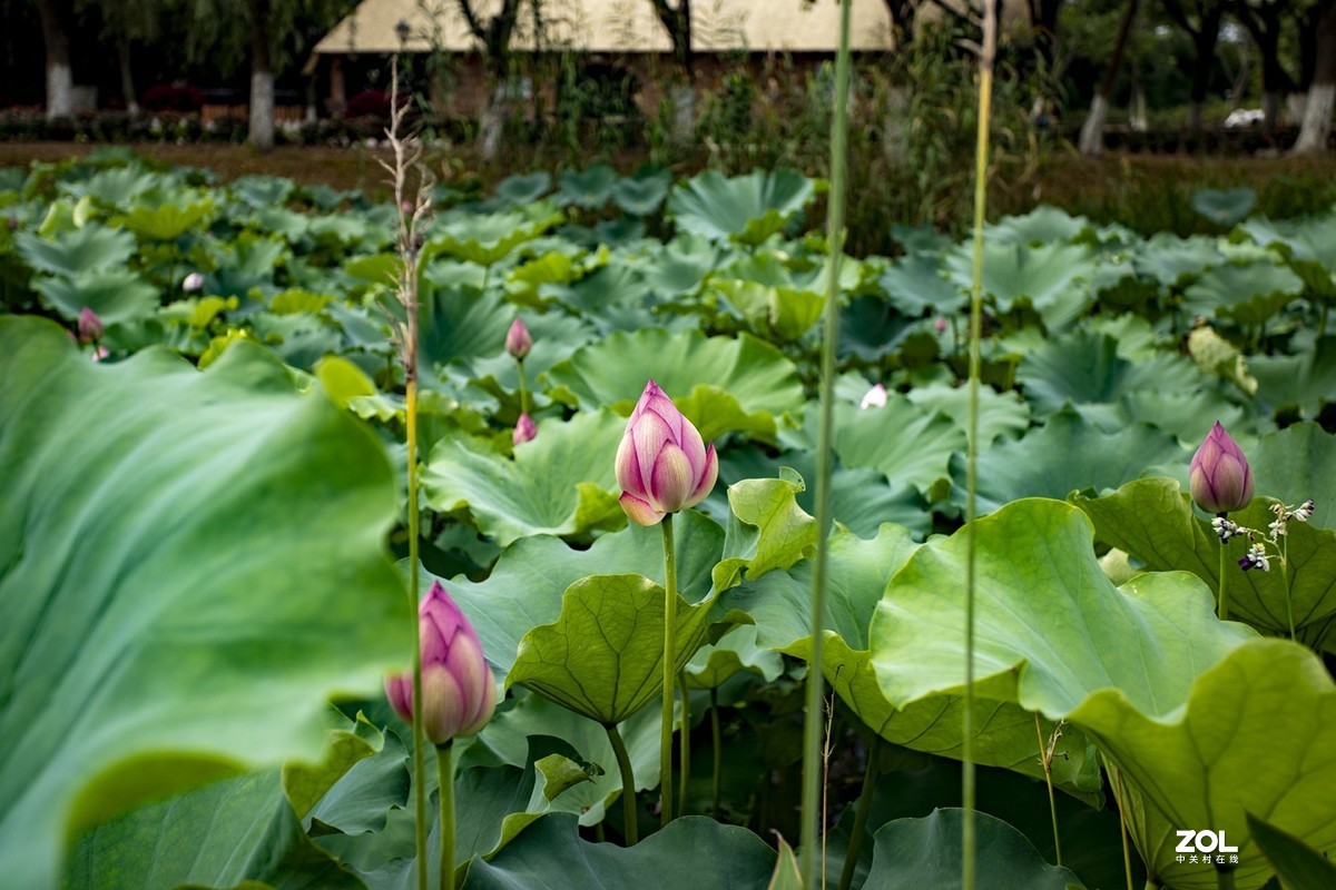 绿博园体验17-40