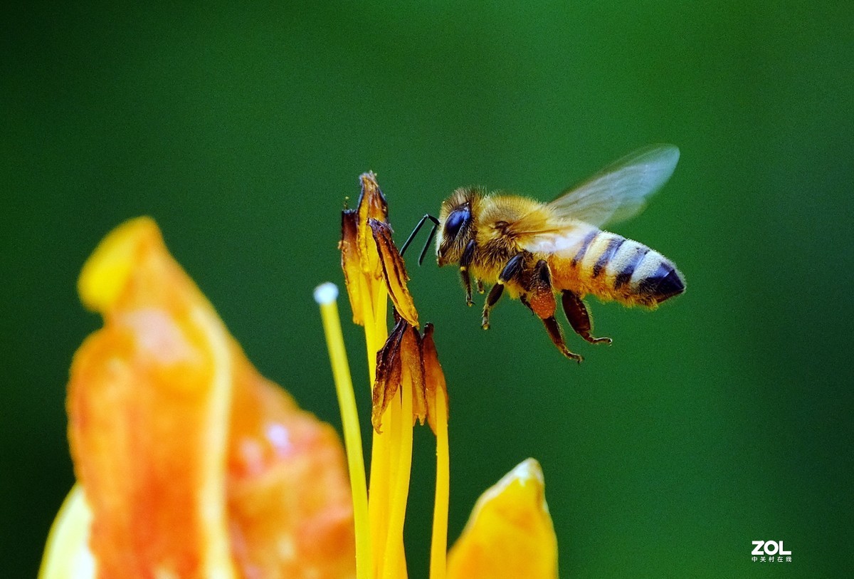 花儿盛开，蜜蜂自来